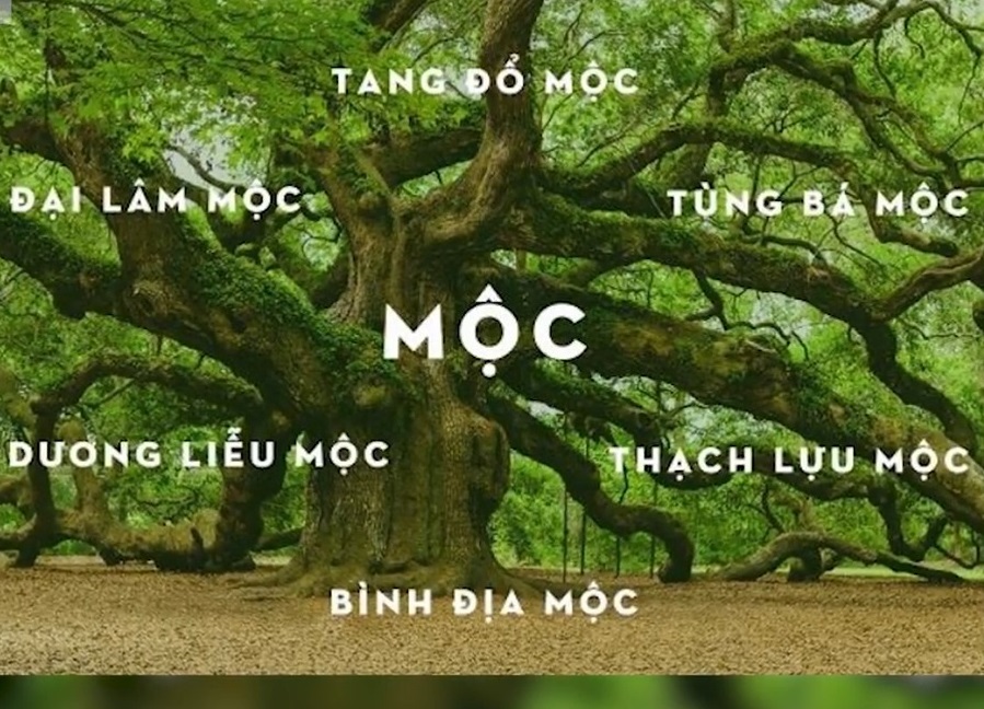 menh moc la gi trong phong thuy