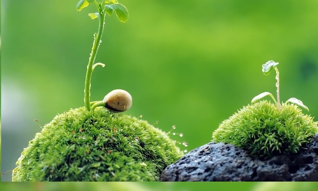 nguoi menh moc co nhung dac diem gi