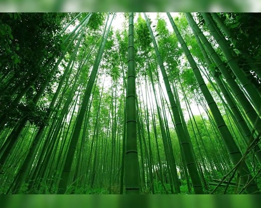 tinh cach nguoi menh moc